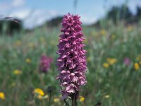 Dactylorhiza praetermissa ssp junialis 29, Gevlekte rietorchis, Saxifraga-Hans Dekker