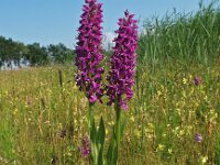 Dactylorhiza praetermissa ssp junialis 30, Gevlekte rietorchis, Saxifraga-Hans Dekker