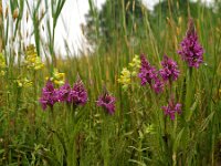 Dactylorhiza praetermissa ssp junialis 31,  Rietorchis, Saxifraga-Hans Dekker