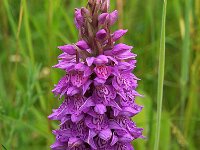 Dactylorhiza praetermissa ssp junialis 41, Gevlekte rietorchis, Saxifraga-Hans Dekker