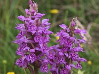 Dactylorhiza praetermissa ssp junialis 45,  Rietorchis, Saxifraga-Hans Dekker