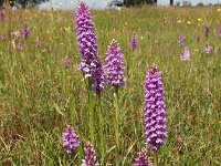 Dactylorhiza praetermissa ssp junialis 88,  Rietorchis, Saxifraga-Hans Dekker