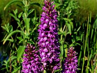 Dactylorhiza praetermissa ssp junialis 89,  Rietorchis, Saxifraga-Hans Dekker