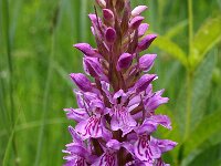 Dactylorhiza praetermissa ssp junialis 91, Gevlekte rietorchis, Saxifraga-Hans Dekker