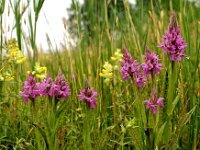 Dactylorhiza praetermissa ssp junialis 92,  Rietorchis, Saxifraga-Hans Dekker
