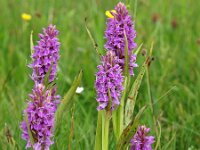 Dactylorhiza praetermissa ssp praetermissa 104, Rietorchis, Saxifraga-Hans Dekker