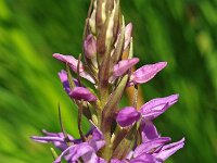 Dactylorhiza praetermissa ssp praetermissa 107, Rietorchis, Saxifraga-Hans Dekker
