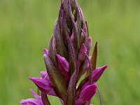 Dactylorhiza praetermissa ssp praetermissa 108, Rietorchis, Saxifraga-Hans Dekker