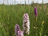 Dactylorhiza praetermissa ssp praetermissa 111, Rietorchis, Saxifraga-Hans Dekker
