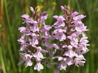 Dactylorhiza praetermissa ssp praetermissa 112, Rietorchis, Saxifraga-Hans Dekker