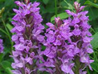 Dactylorhiza praetermissa ssp praetermissa 142, Rietorchis, Saxifraga-Ed Stikvoort