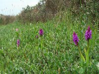 Dactylorhiza praetermissa ssp praetermissa 147, Rietorchis, Saxifraga-Ed Stikvoort