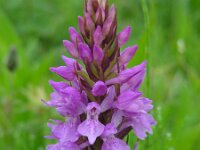 Dactylorhiza praetermissa ssp praetermissa 149, Rietorchis, Saxifraga-Ed Stikvoort
