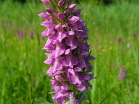 Dactylorhiza praetermissa ssp praetermissa 150, Rietorchis, Saxifraga-Ed Stikvoort