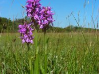 Dactylorhiza praetermissa ssp praetermissa 152, Rietorchis, Saxifraga-Ed Stikvoort