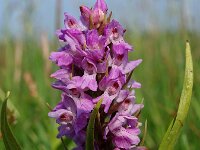 Dactylorhiza praetermissa ssp praetermissa 35,  Rietorchis, Saxifraga-Hans Dekker