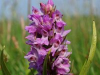 Dactylorhiza praetermissa ssp praetermissa 35, Gevlekte Rietorchis, Saxifraga-Hans Dekker