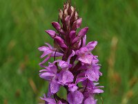 Dactylorhiza praetermissa ssp praetermissa 37,  Rietorchis, Saxifraga-Hans Dekker