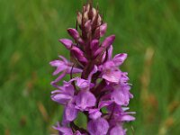 Dactylorhiza praetermissa ssp praetermissa 37, Gevlekte Rietorchis, Saxifraga-Hans Dekker