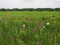Dactylorhiza praetermissa ssp praetermissa 49, Gevlekte Rietorchis, Saxifraga-Hans Dekker