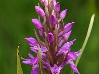Dactylorhiza praetermissa ssp praetermissa 50,  Rietorchis, Saxifraga-Hans Dekker