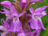 Dactylorhiza praetermissa ssp praetermissa 51, Gevlekte Rietorchis, Saxifraga-Hans Dekker