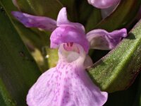 Dactylorhiza praetermissa ssp praetermissa 52, Gevlekte Rietorchis, Saxifraga-Hans Dekker