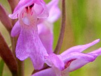 Dactylorhiza praetermissa ssp praetermissa 53, Gevlekte Rietorchis, Saxifraga-Hans Dekker