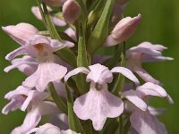 Dactylorhiza praetermissa ssp praetermissa 55,  Rietorchis, Saxifraga-Hans Dekker