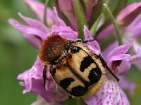 Dactylorhiza praetermissa ssp praetermissa 58,  Rietorchis, Saxifraga-Hans Dekker