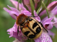 Dactylorhiza praetermissa ssp praetermissa 58, Gevlekte Rietorchis, Saxifraga-Hans Dekker
