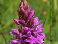 Dactylorhiza praetermissa ssp praetermissa 59, Gevlekte Rietorchis, Saxifraga-Hans Dekker
