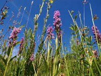 Dactylorhiza praetermissa ssp praetermissa 98, Rietorchis, Saxifraga-Hans Dekker