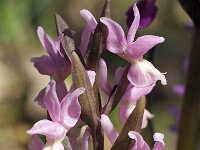 Dactylorhiza romana 17, Saxifraga-Hans Dekker