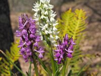 Dactylorhiza romana 19, Saxifraga-Hans Dekker