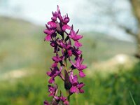 Dactylorhiza romana 22, Saxifraga-Hans Dekker
