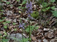 Dactylorhiza saccifera 2, Saxifraga-Harry Jans