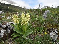Dactylorhiza sambucina 7, Saxifraga-Luuk Vermeer