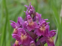 Dactylorhiza sambucina 92, Saxifraga-Luuk Vermeer