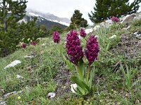 Dactylorhiza sambucina 94, Saxifraga-Luuk Vermeer