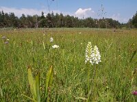 Dactylorhiza transylvanica 6, Saxifraga-Hans Dekker
