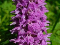 Dactylorhiza urvilleana 3, Saxifraga-Ed Stikvoort