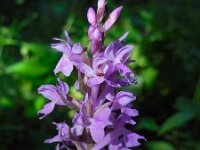 Dactylorhiza urvilleana 4, Saxifraga-Ed Stikvoort