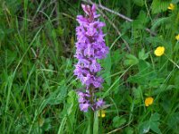 Dactylorhiza urvilleana 6, Saxifraga-Ed Stikvoort