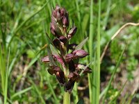 Dactylorhiza viride 10, Groene nachtorchis, Saxifraga-Jeroen Willemsen