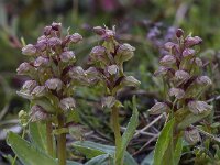 Dactylorhiza viride 12, Groene nachtorchis, Saxifraga-Peter Stein