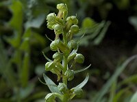 Dactylorhiza viride 13, Groene nachtorchis, Saxifraga-Willem van Kruijsbergen