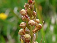 Dactylorhiza viride 14, Groene nachtorchis, Saxifraga-Hans Dekker