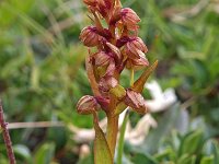 Dactylorhiza viride 15, Groene nachtorchis, Saxifraga-Hans Dekker