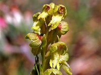 Dactylorhiza viride 16, Groene nachtorchis, Saxifraga-Hans Dekker